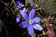 20 Sul sentiero per Ca' Boffelli Errba trinita (Hepatica nobilis)